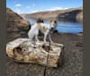 Ginger, a Formosan Mountain Dog tested with EmbarkVet.com