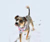 Finn, an American Pit Bull Terrier and Miniature Pinscher mix tested with EmbarkVet.com