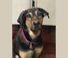 Caasi Bear Chip: 4C20127633, a Labrador Retriever and German Shepherd Dog mix tested with EmbarkVet.com