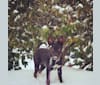 Photo of Eva, a Norwegian Elkhound, Australian Shepherd, and Miniature/MAS-type Australian Shepherd mix in Grove City, Pennsylvania, USA