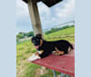 Nova, an Australian Shepherd Group tested with EmbarkVet.com