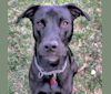 Buster, an American Pit Bull Terrier and Labrador Retriever mix tested with EmbarkVet.com