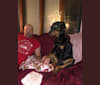 Photo of Maximus, a Doberman Pinscher and Australian Cattle Dog mix in Indiana, USA