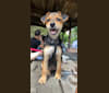 Photo of Enzo, a Yorkshire Terrier, Labrador Retriever, Beagle, and Mixed mix in Uniontown, PA, USA