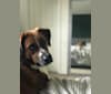 Stubbs, a Saint Bernard and German Shepherd Dog mix tested with EmbarkVet.com