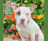 Archie, an American Pit Bull Terrier and American Staffordshire Terrier mix tested with EmbarkVet.com