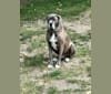 Brody, an American Bulldog and Neapolitan Mastiff mix tested with EmbarkVet.com