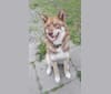 Wolffink Red Rose ``Roosa`` a dog tested with EmbarkVet.com