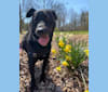 Photo of Lucas, a Chow Chow, Labrador Retriever, American Pit Bull Terrier, and Mixed mix in South Carolina, USA