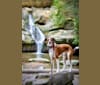 Photo of Ranger, a Boxer, Beagle, Treeing Walker Coonhound, Great Pyrenees, and American Bulldog mix in Hilliard, Ohio, USA