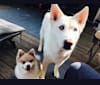 Nanuk, a Siberian Husky and German Shepherd Dog mix tested with EmbarkVet.com