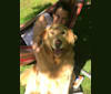 Presto, a German Shepherd Dog and Golden Retriever mix tested with EmbarkVet.com
