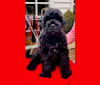 ODIN - BLACK RHEIGN THE CHOSEN ONE (AI), a Black Russian Terrier tested with EmbarkVet.com
