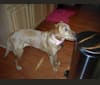 Jada, a Labrador Retriever and Chow Chow mix tested with EmbarkVet.com