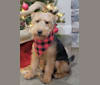 Waylon, a Welsh Terrier tested with EmbarkVet.com