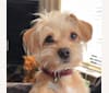 Milo, a Poodle (Small) and Shih Tzu mix tested with EmbarkVet.com