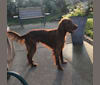Ralphie, an Irish Setter tested with EmbarkVet.com