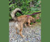 Photo of Butterscotch, an Eastern European Village Dog  in null
