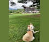 Wayne, a Japanese or Korean Village Dog and Golden Retriever mix tested with EmbarkVet.com