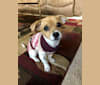 Lodi, a Pekingese and Chihuahua mix tested with EmbarkVet.com