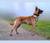 Xanu, a Dutch Shepherd and Belgian Malinois mix tested with EmbarkVet.com