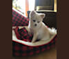 Photo of Vivien, a Pomeranian  in Milwaukee, Wisconsin, USA