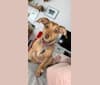 Photo of Skye, a Chihuahua, Dachshund, and Miniature Pinscher mix in Columbia, Missouri, USA