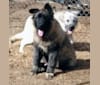 Naga, a German Shepherd Dog and Alaskan Malamute mix tested with EmbarkVet.com