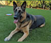 Jäger, a German Shepherd Dog and Boxer mix tested with EmbarkVet.com