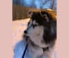 Artie, a Siberian Husky (5.8% unresolved) tested with EmbarkVet.com