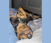Cracker, an American Pit Bull Terrier and Labrador Retriever mix tested with EmbarkVet.com