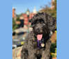 Bluebonnet, a Poodle (Small) and American Pit Bull Terrier mix tested with EmbarkVet.com