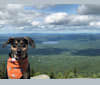 Murphy, a Catahoula Leopard Dog and Beagle mix tested with EmbarkVet.com