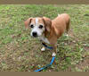 Piper, a Beagle and Miniature Schnauzer mix tested with EmbarkVet.com