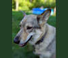 Freya, a German Shepherd Dog and Siberian Husky mix tested with EmbarkVet.com