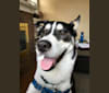 Murphy, a Siberian Husky and American Pit Bull Terrier mix tested with EmbarkVet.com