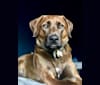 Buddy, a Boxer and Catahoula Leopard Dog mix tested with EmbarkVet.com