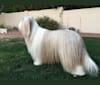 Spindrift Love Takes Wing, a Bearded Collie tested with EmbarkVet.com