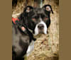 Daisy, a Staffordshire Terrier and Boxer mix tested with EmbarkVet.com