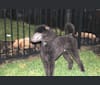 Kaimana, a Poodle (Standard) tested with EmbarkVet.com