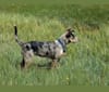 Daisy Jensen, an Australian Cattle Dog and Catahoula Leopard Dog mix tested with EmbarkVet.com