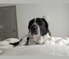 Duncan, a Beagle and American Eskimo Dog mix tested with EmbarkVet.com