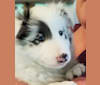 Pixel, a Shetland Sheepdog tested with EmbarkVet.com
