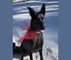 Nelly, a Doberman Pinscher and German Shepherd Dog mix tested with EmbarkVet.com