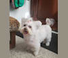Bunny, a Maltese and Poodle (Small) mix tested with EmbarkVet.com