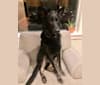 Augusta, a German Shepherd Dog tested with EmbarkVet.com