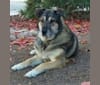 Kissu, a German Shepherd Dog and Rottweiler mix tested with EmbarkVet.com