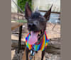 Photo of Tarzan, a Xoloitzcuintli, Italian Greyhound, Chihuahua, Schipperke, and Mixed mix in Florida, USA