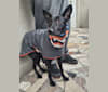 Truffa, an Eastern European Village Dog tested with EmbarkVet.com
