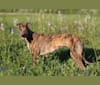 Photo of Sunny, a Greyhound  in Oak Grove, MO, USA